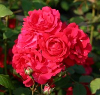 imitation soie Mini Rose bourgeons Tissu vert 25-30mm Vert décoratif rose bud Fleurs synthétique 